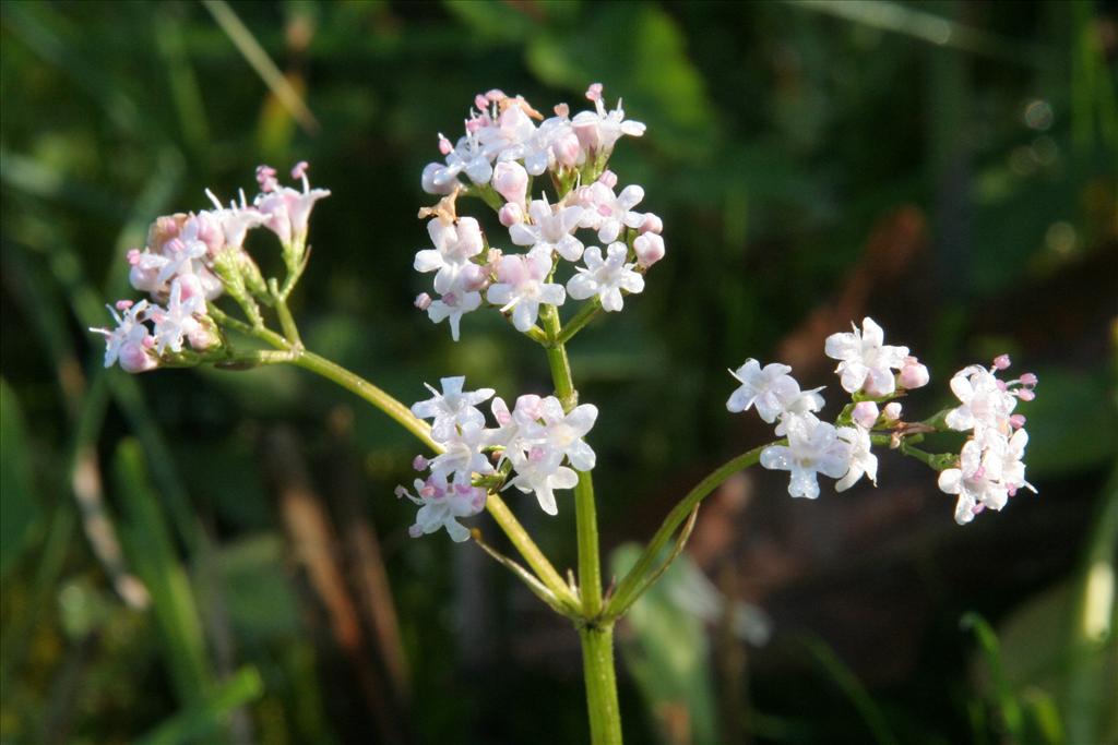 Valeriana dioica (door Willem Braam)