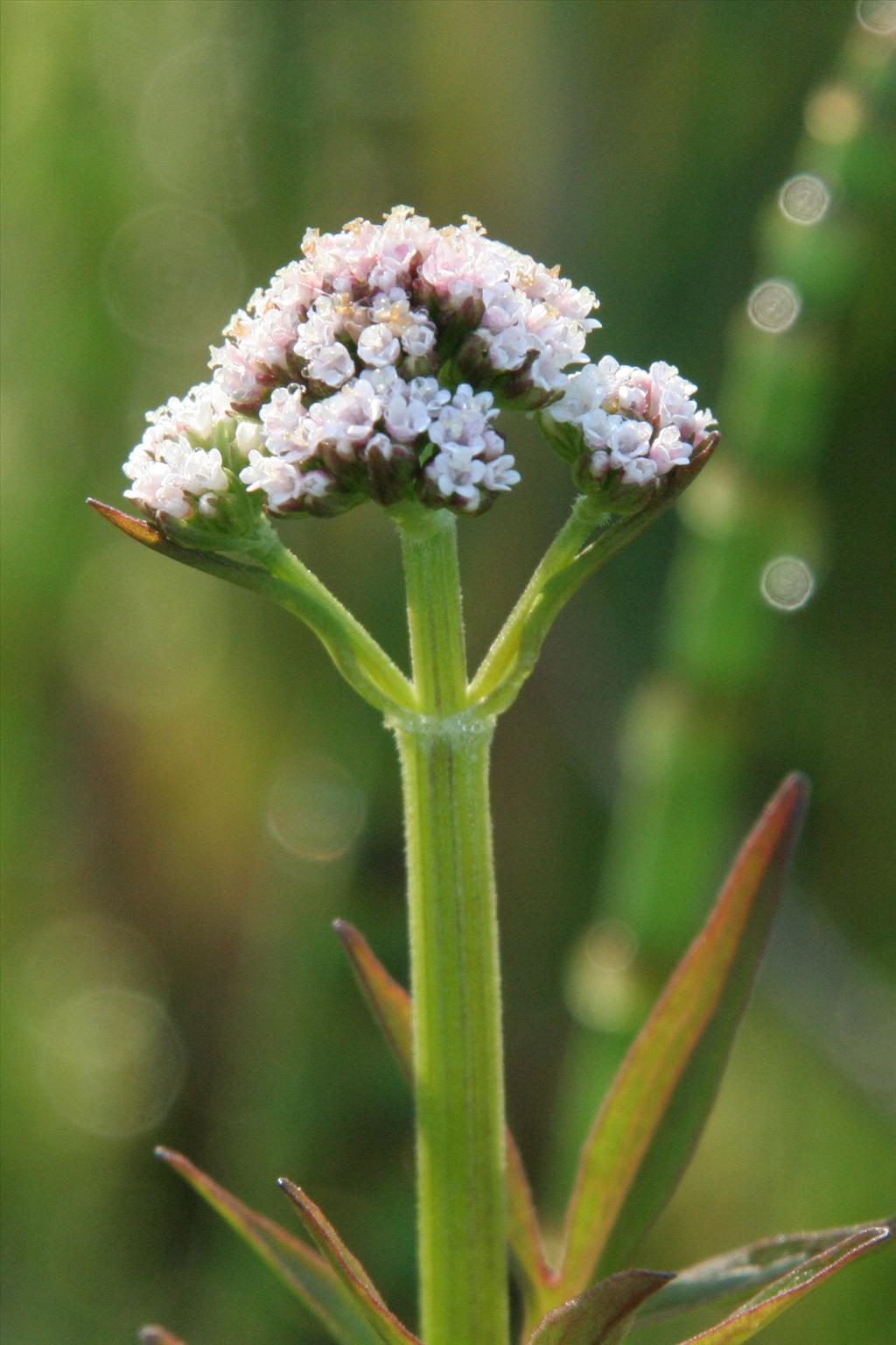 Valeriana dioica (door Willem Braam)