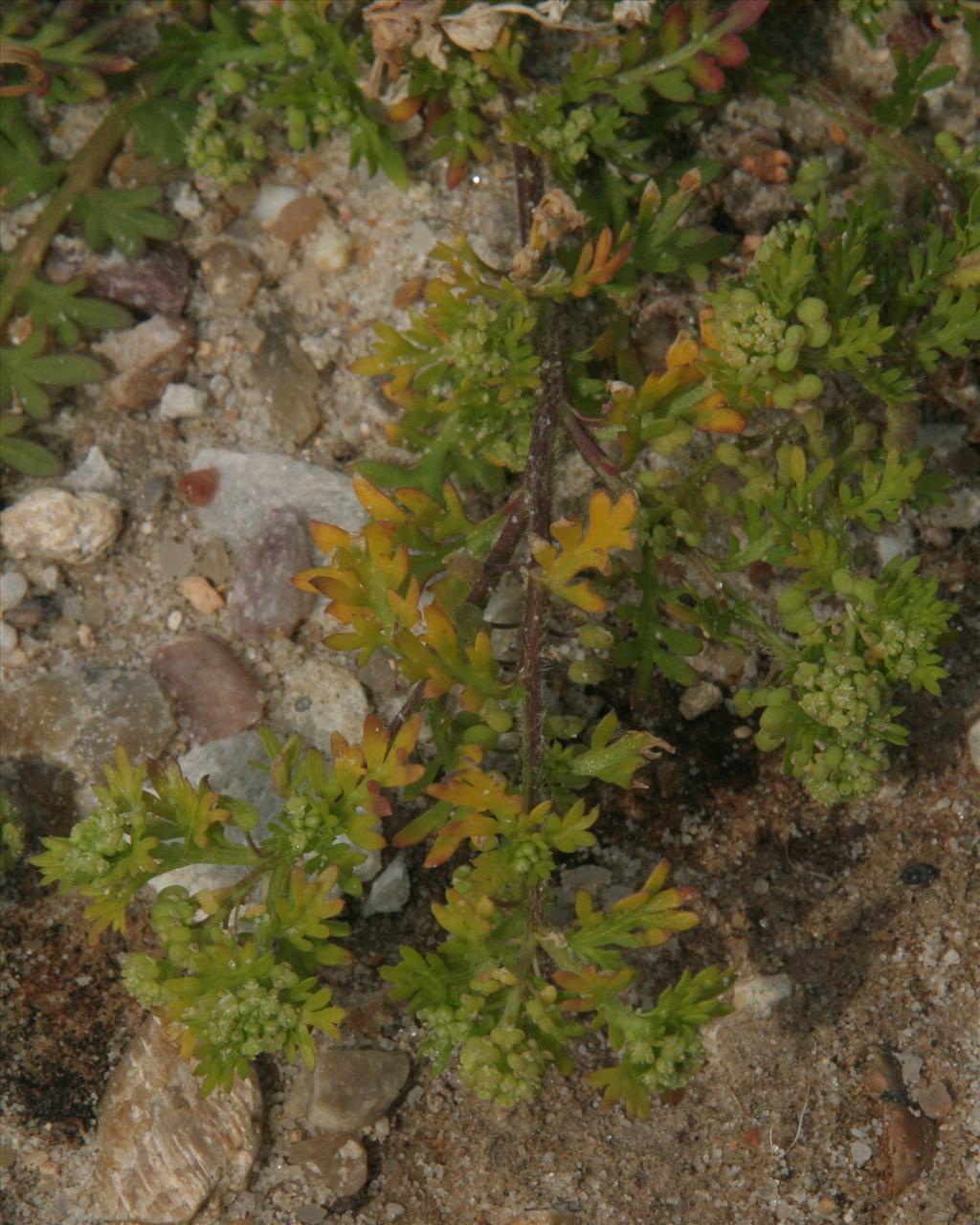 Lepidium didymum (door Willem Braam)