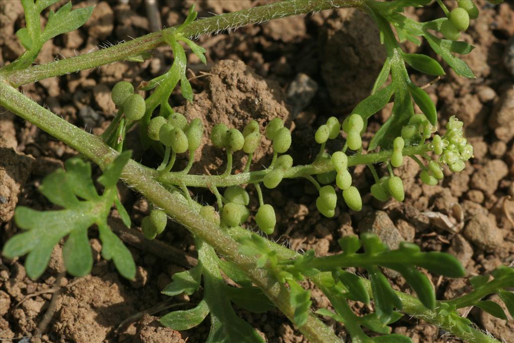 Lepidium didymum (door Willem Braam)