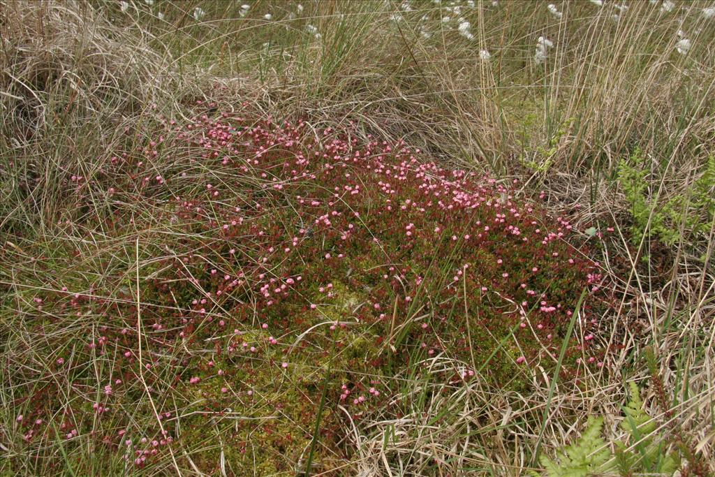 Vaccinium oxycoccos (door Willem Braam)