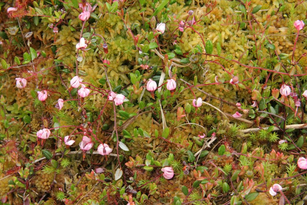 Vaccinium oxycoccos (door Willem Braam)