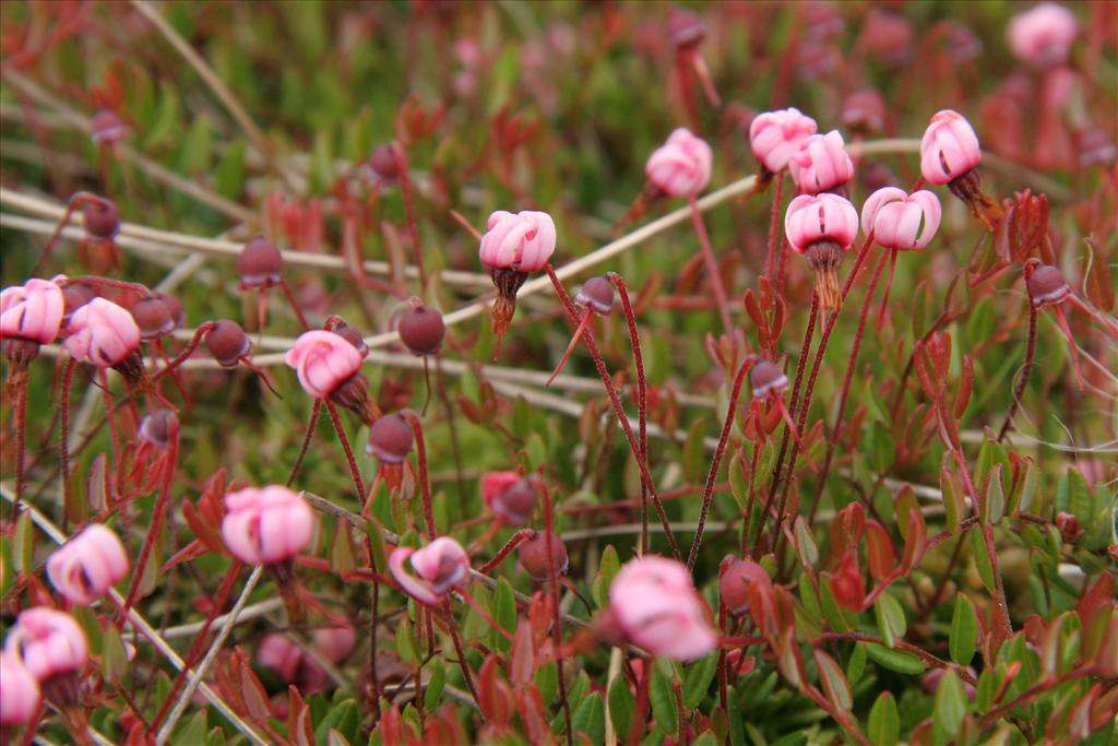 Vaccinium oxycoccos (door Willem Braam)