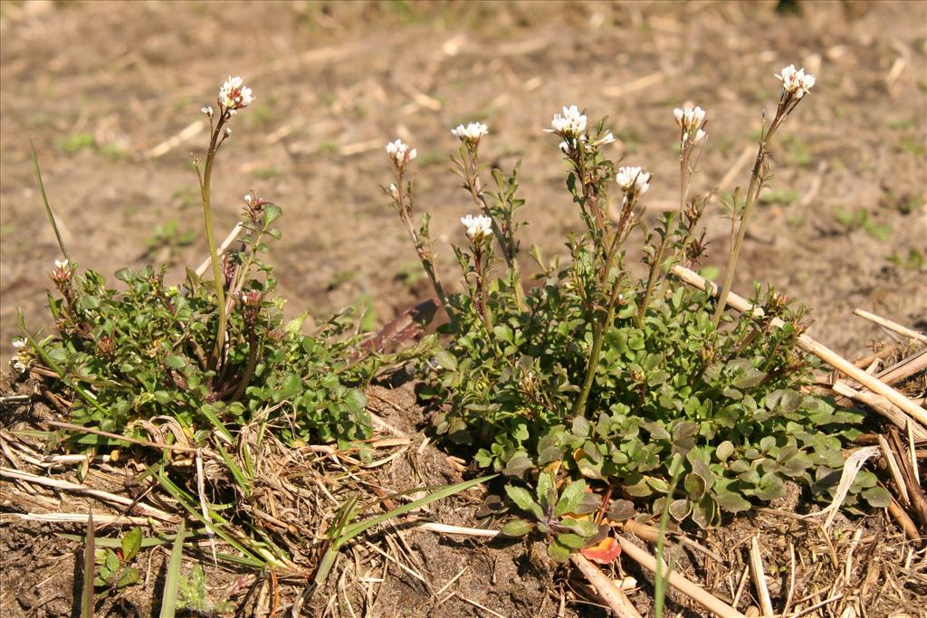 Cardamine hirsuta (door Willem Braam)