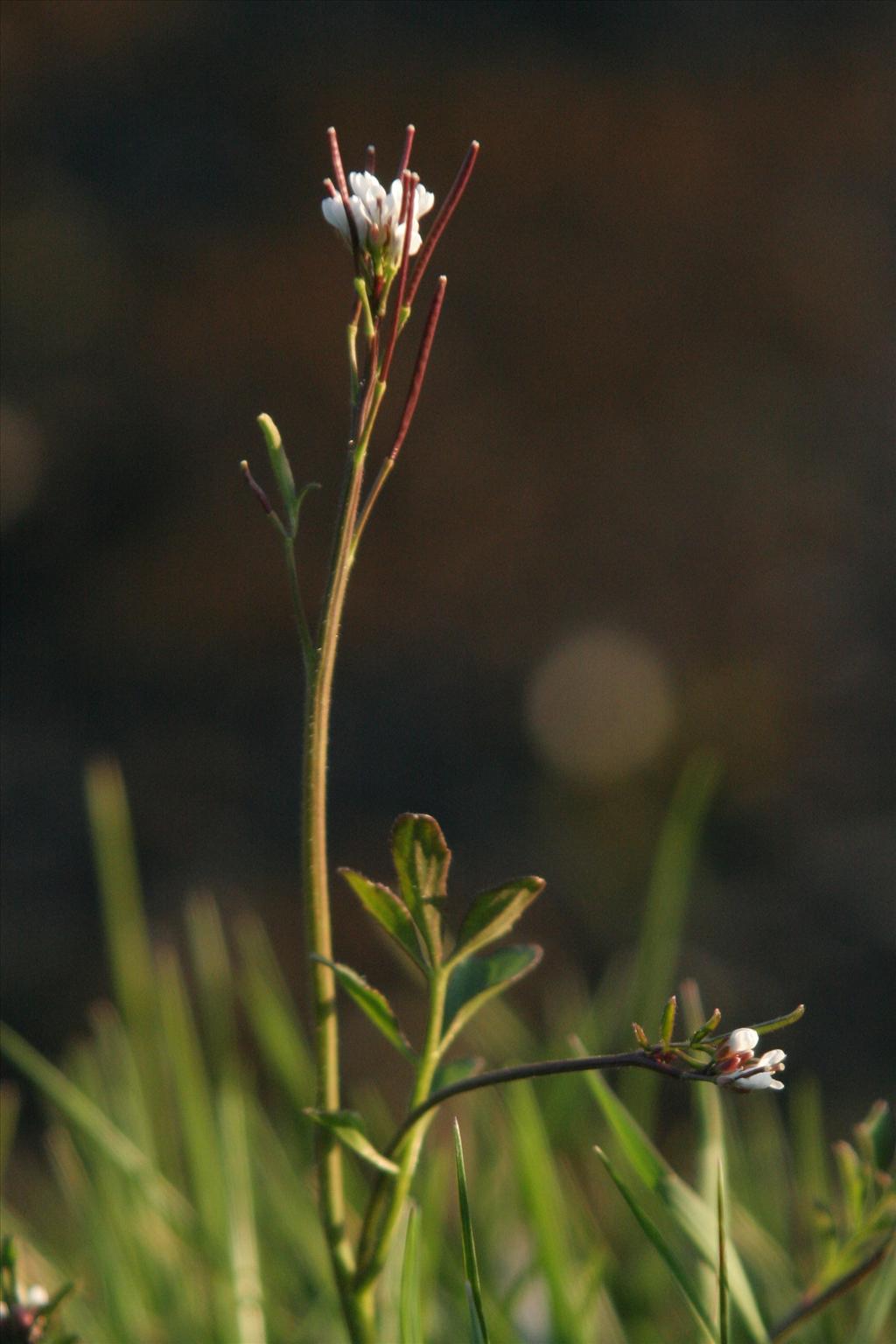 Cardamine hirsuta (door Willem Braam)