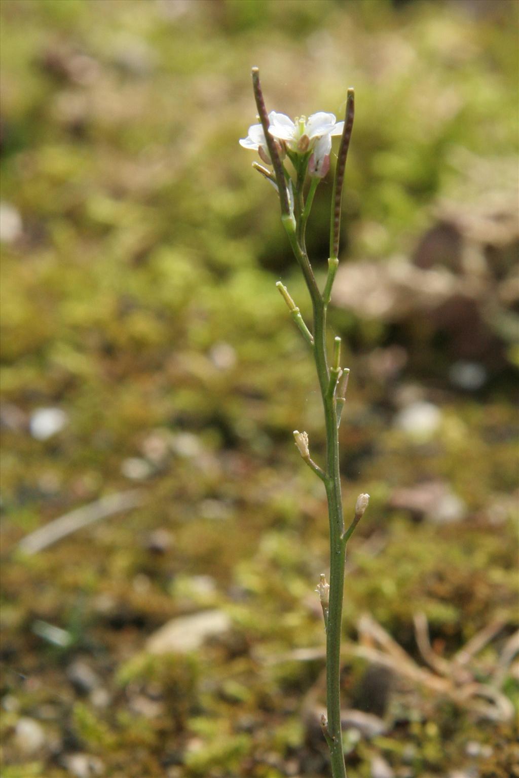 Cardamine hirsuta (door Willem Braam)