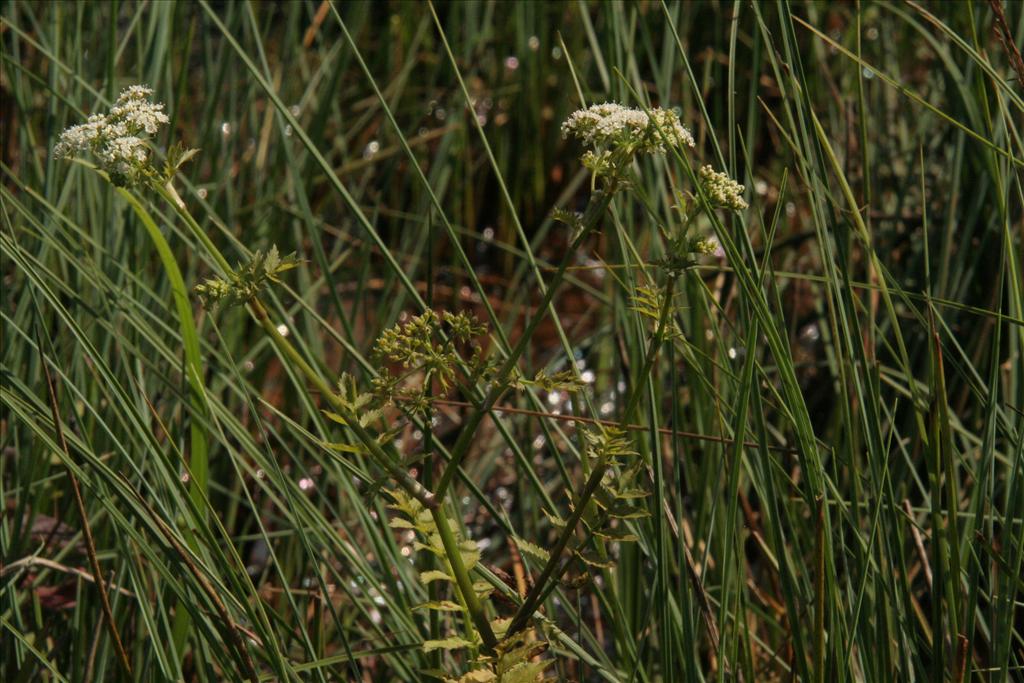 Berula erecta (door Willem Braam)