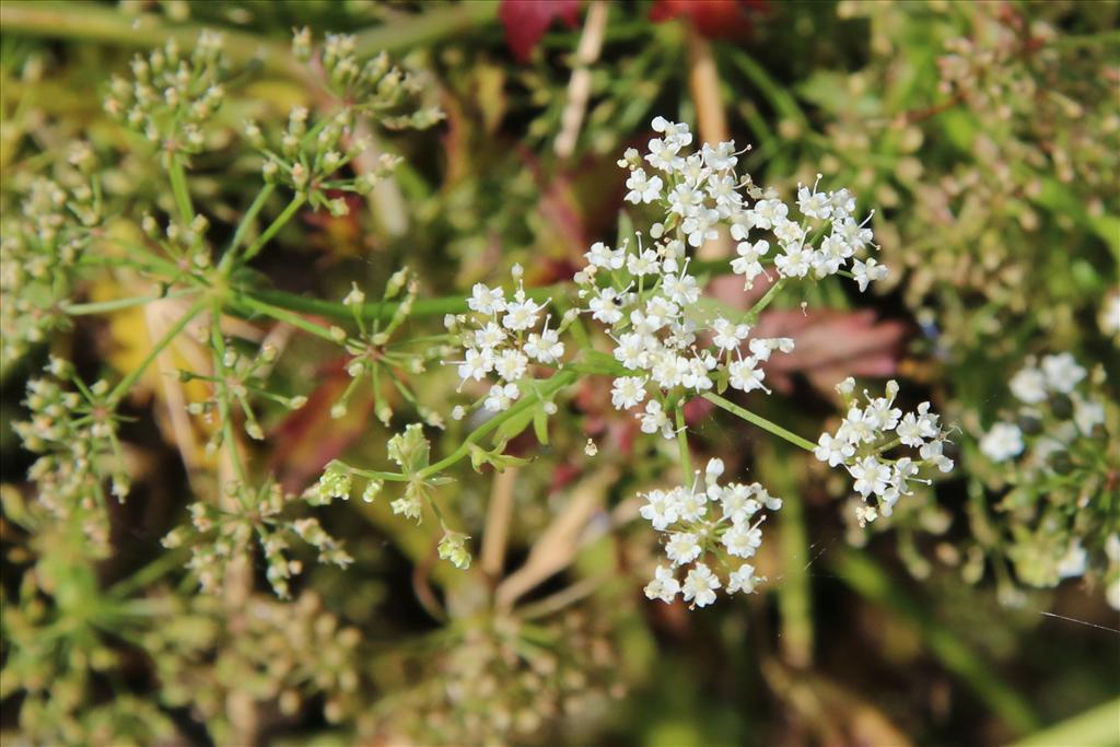 Berula erecta (door Willem Braam)