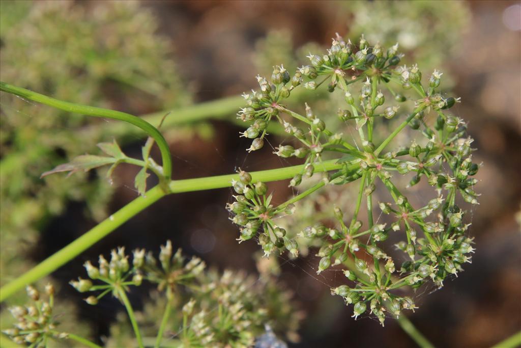 Berula erecta (door Willem Braam)