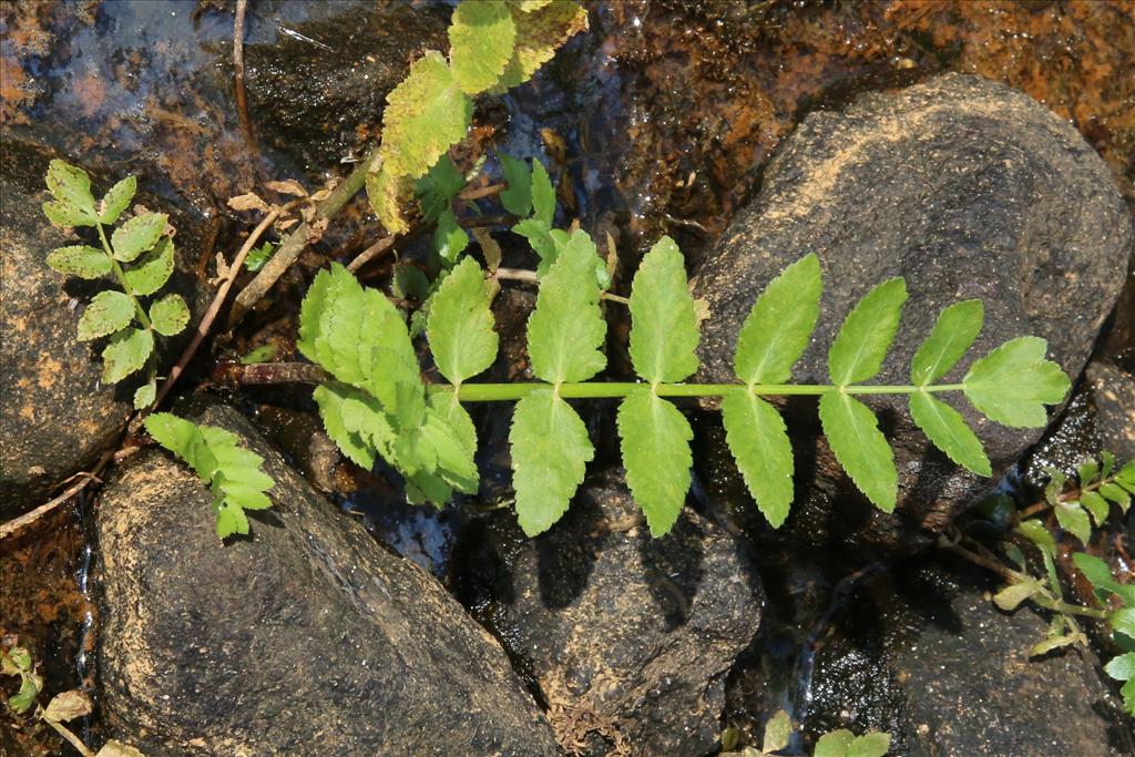 Berula erecta (door Willem Braam)