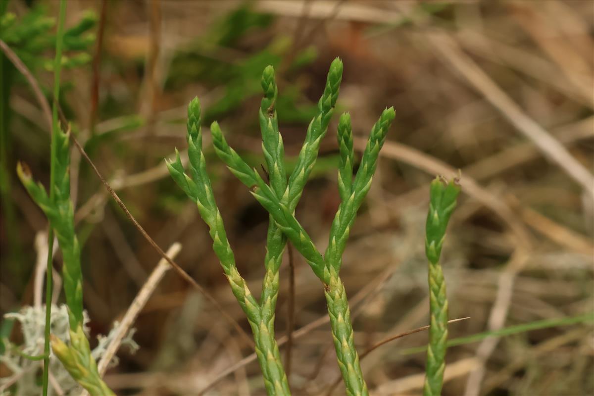 Diphasiastrum tristachyum (door Willem Braam)
