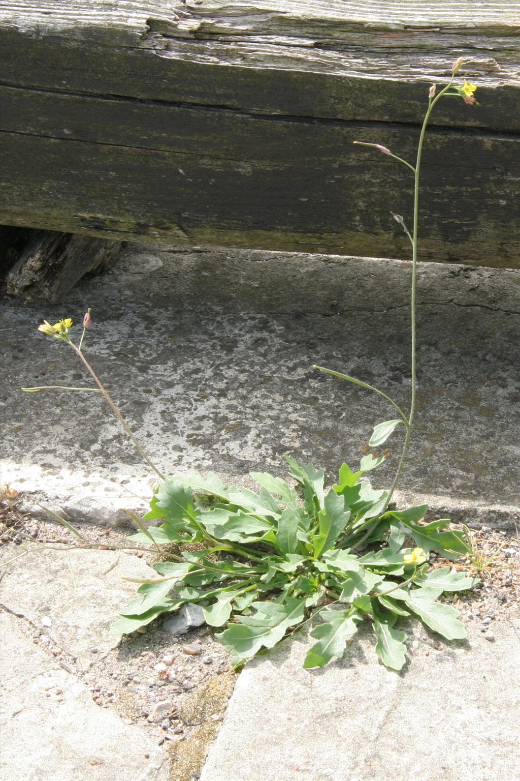 Diplotaxis muralis (door Willem Braam)