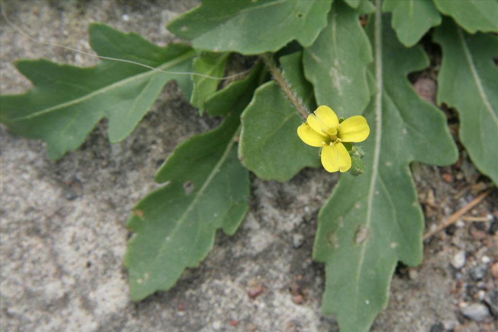 Diplotaxis muralis (door Willem Braam)