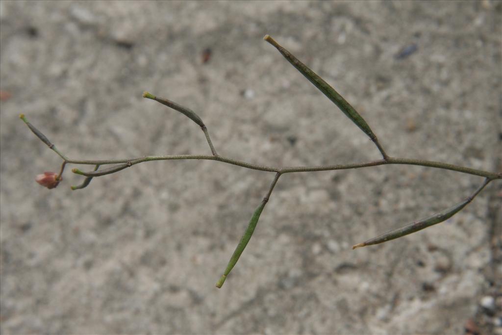 Diplotaxis muralis (door Willem Braam)