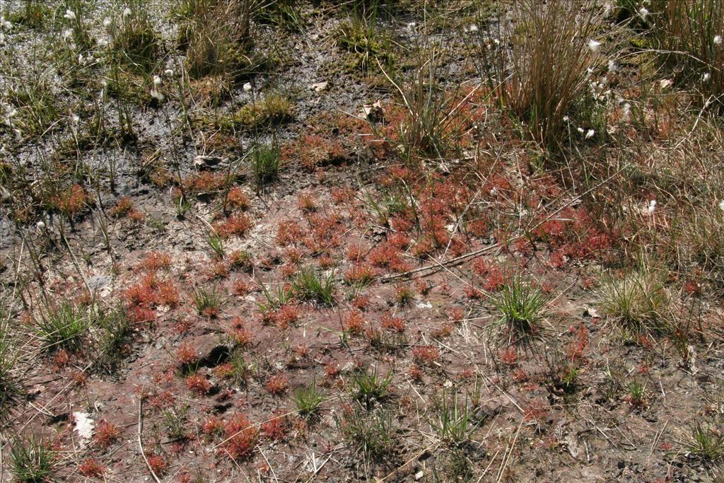 Drosera intermedia (door Willem Braam)