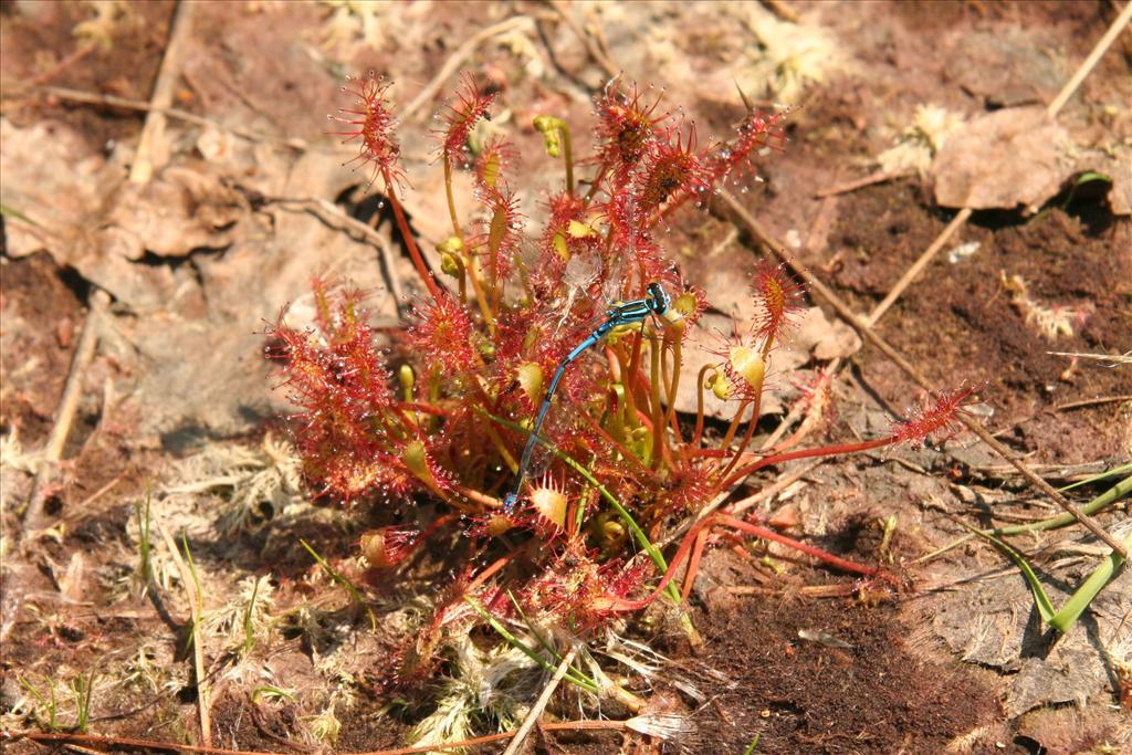 Drosera intermedia (door Willem Braam)