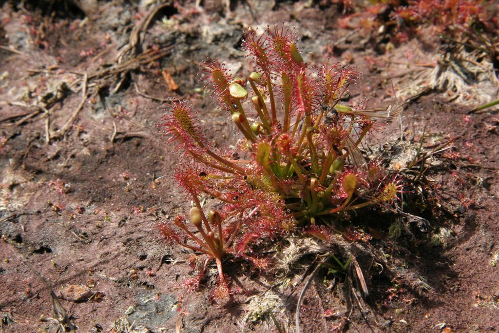 Drosera intermedia (door Willem Braam)