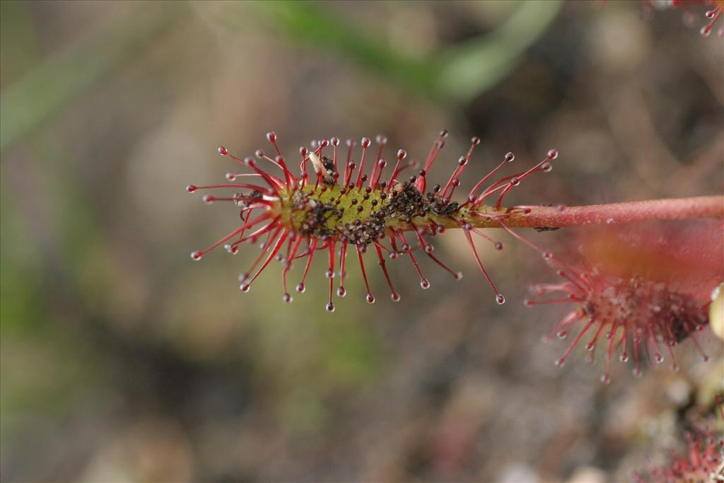 Drosera intermedia (door Willem Braam)