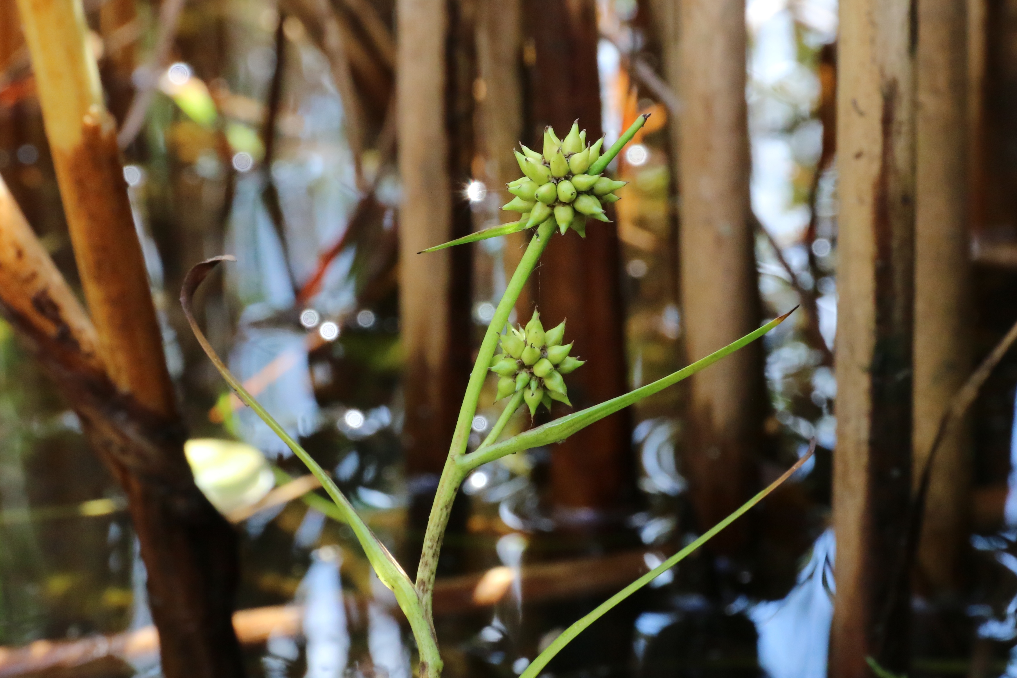 Sparganium natans (door Willem Braam)