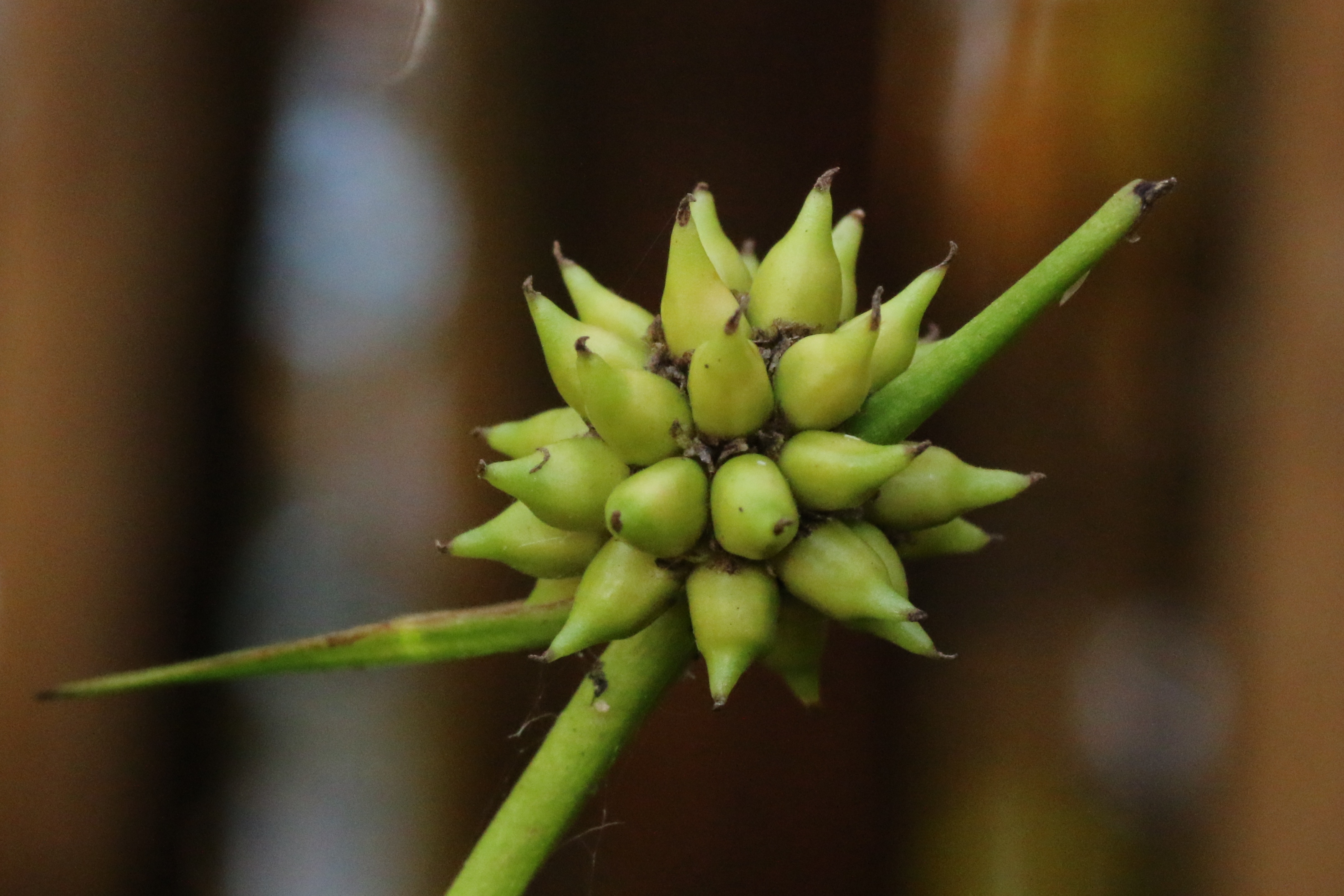 Sparganium natans (door Willem Braam)