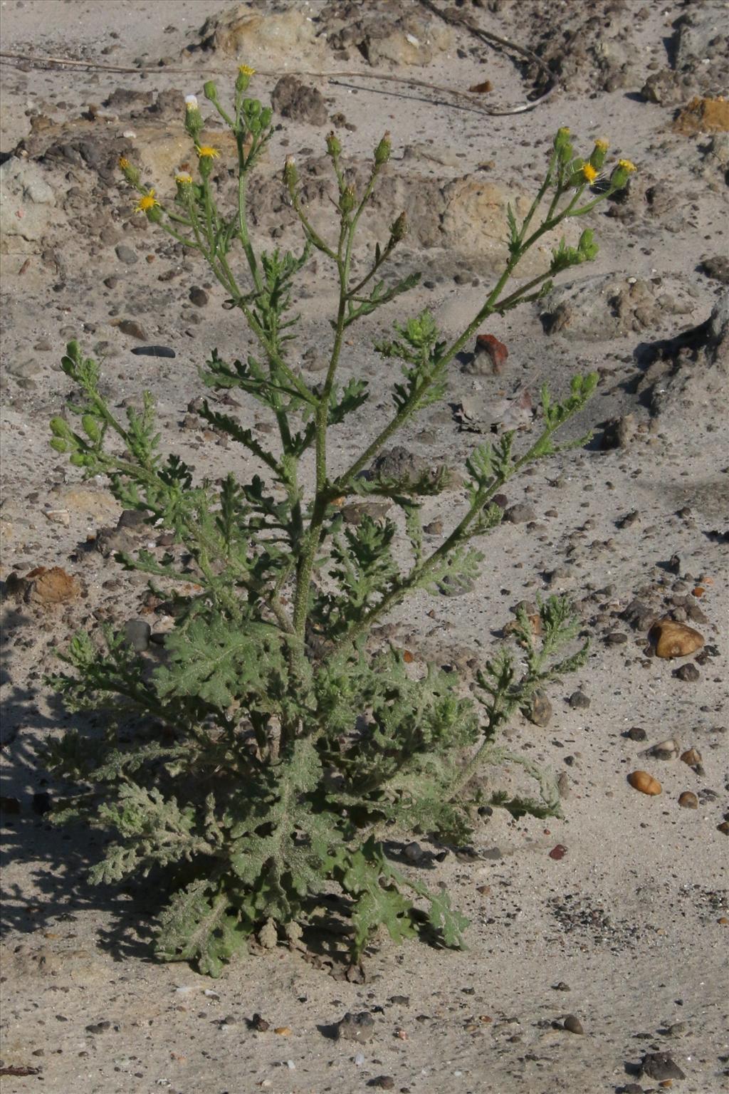 Senecio viscosus (door Willem Braam)