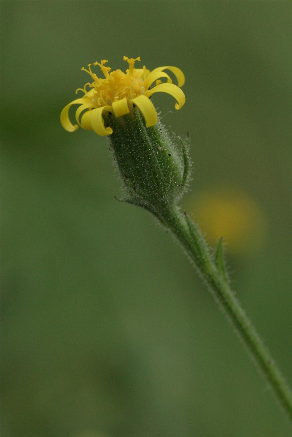 Senecio viscosus (door Willem Braam)