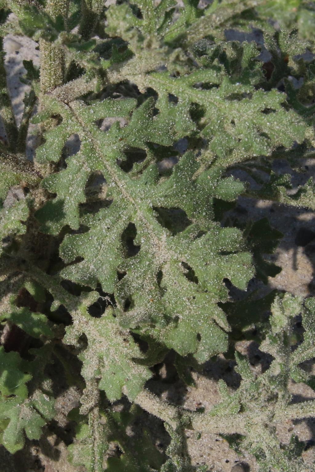 Senecio viscosus (door Willem Braam)