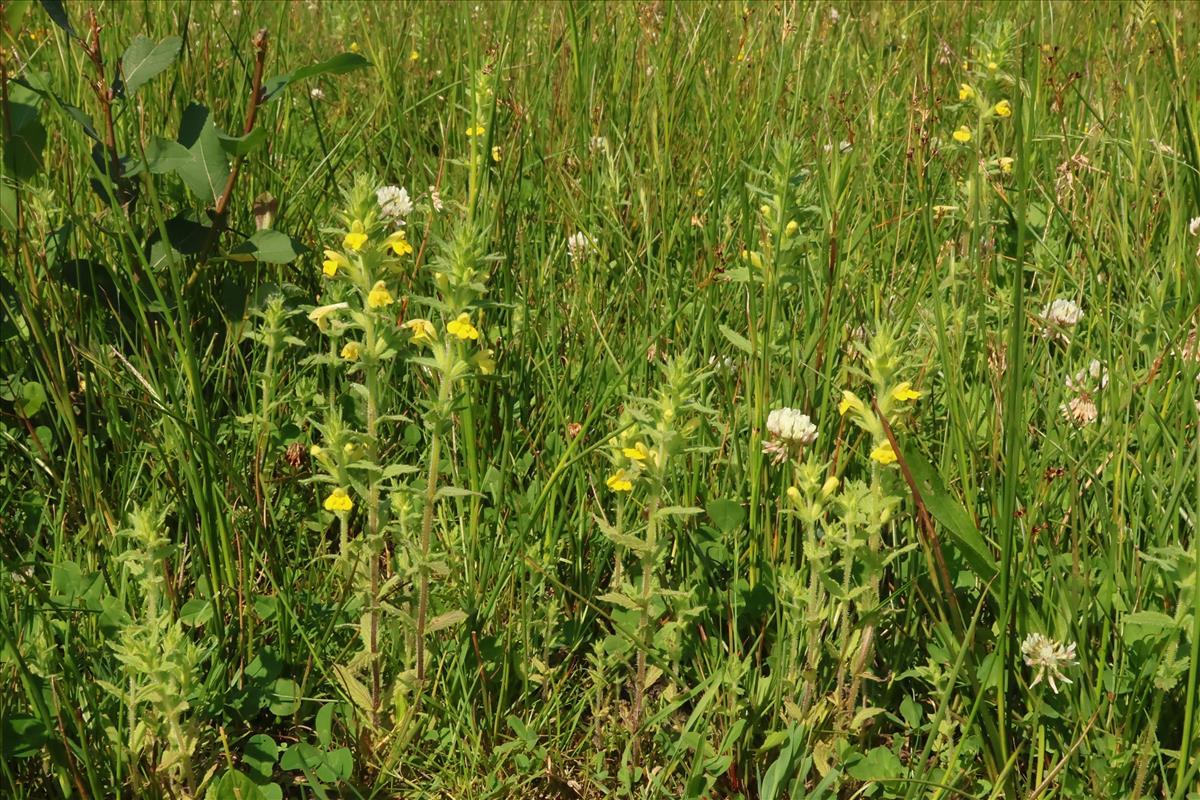 Parentucellia viscosa (door Willem Braam)