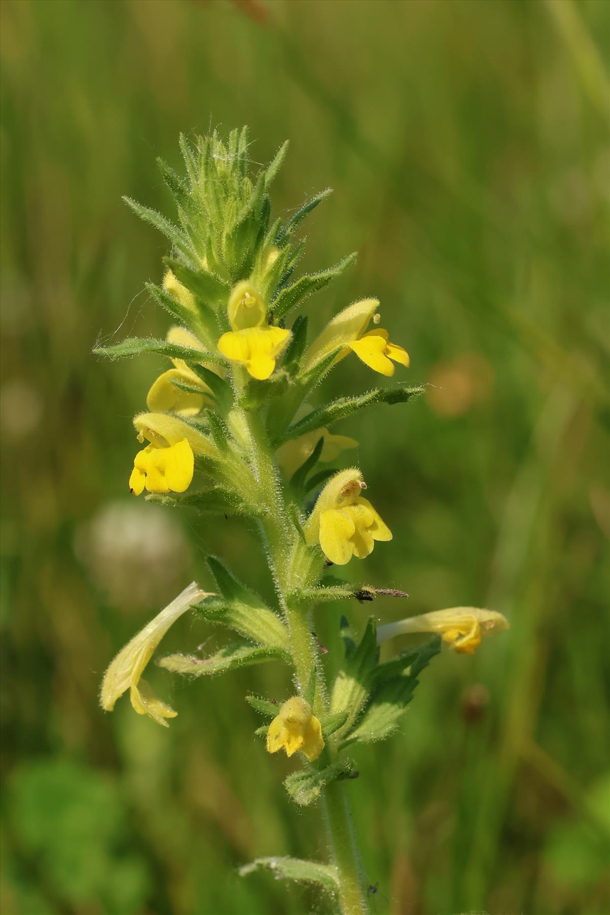 Parentucellia viscosa (door Willem Braam)