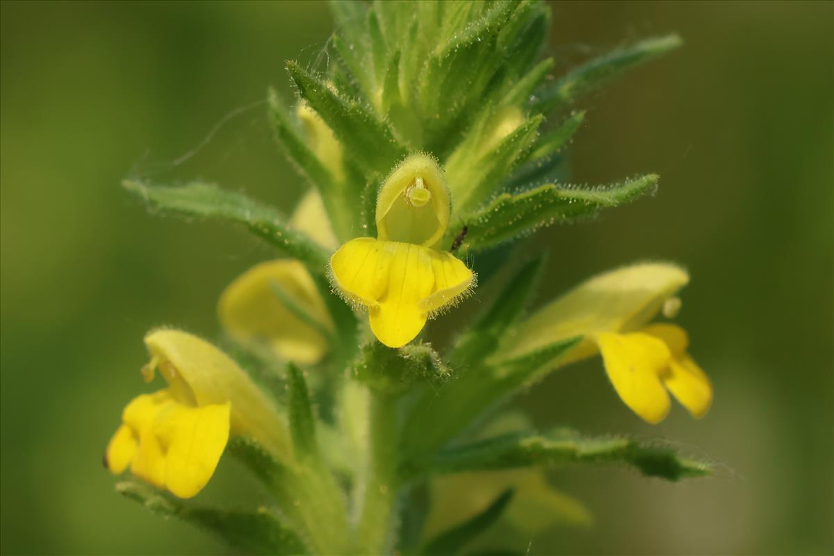 Parentucellia viscosa (door Willem Braam)
