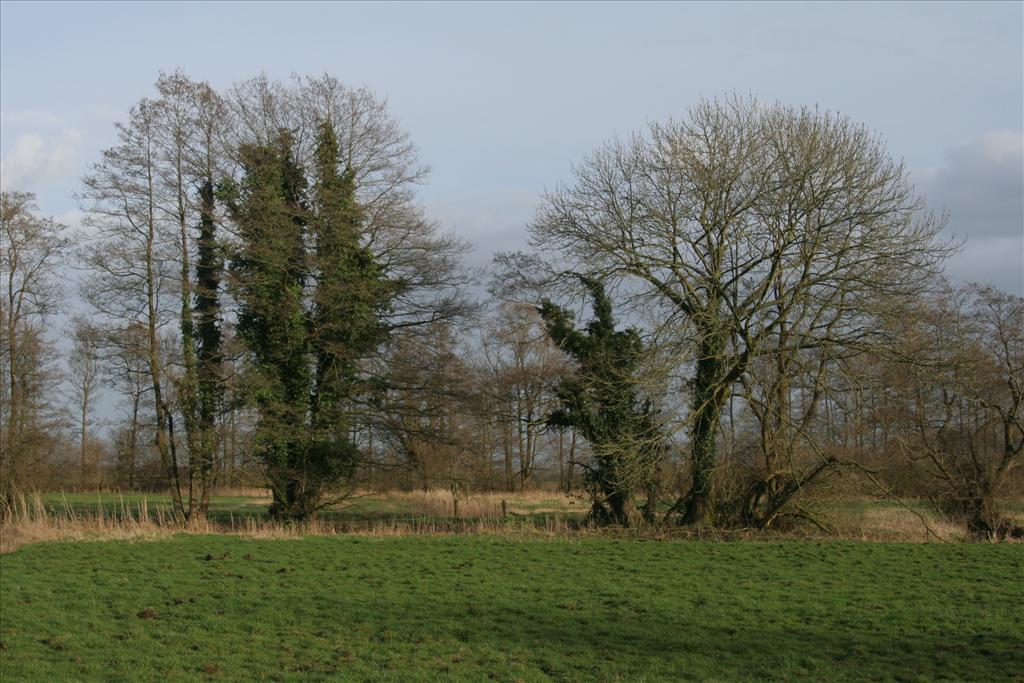 Hedera helix (door Willem Braam)