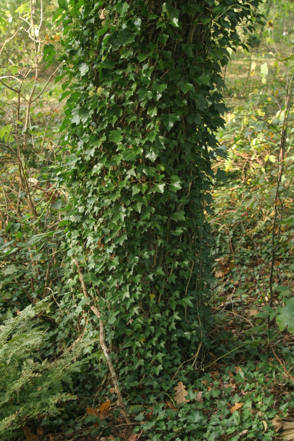 Hedera helix (door Willem Braam)