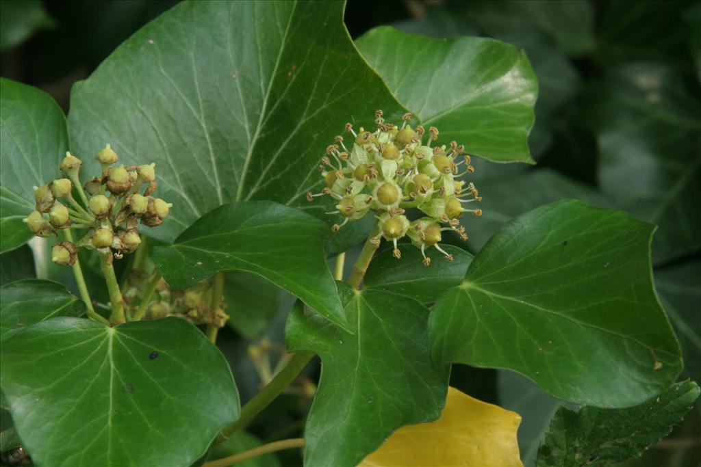 Hedera helix (door Willem Braam)