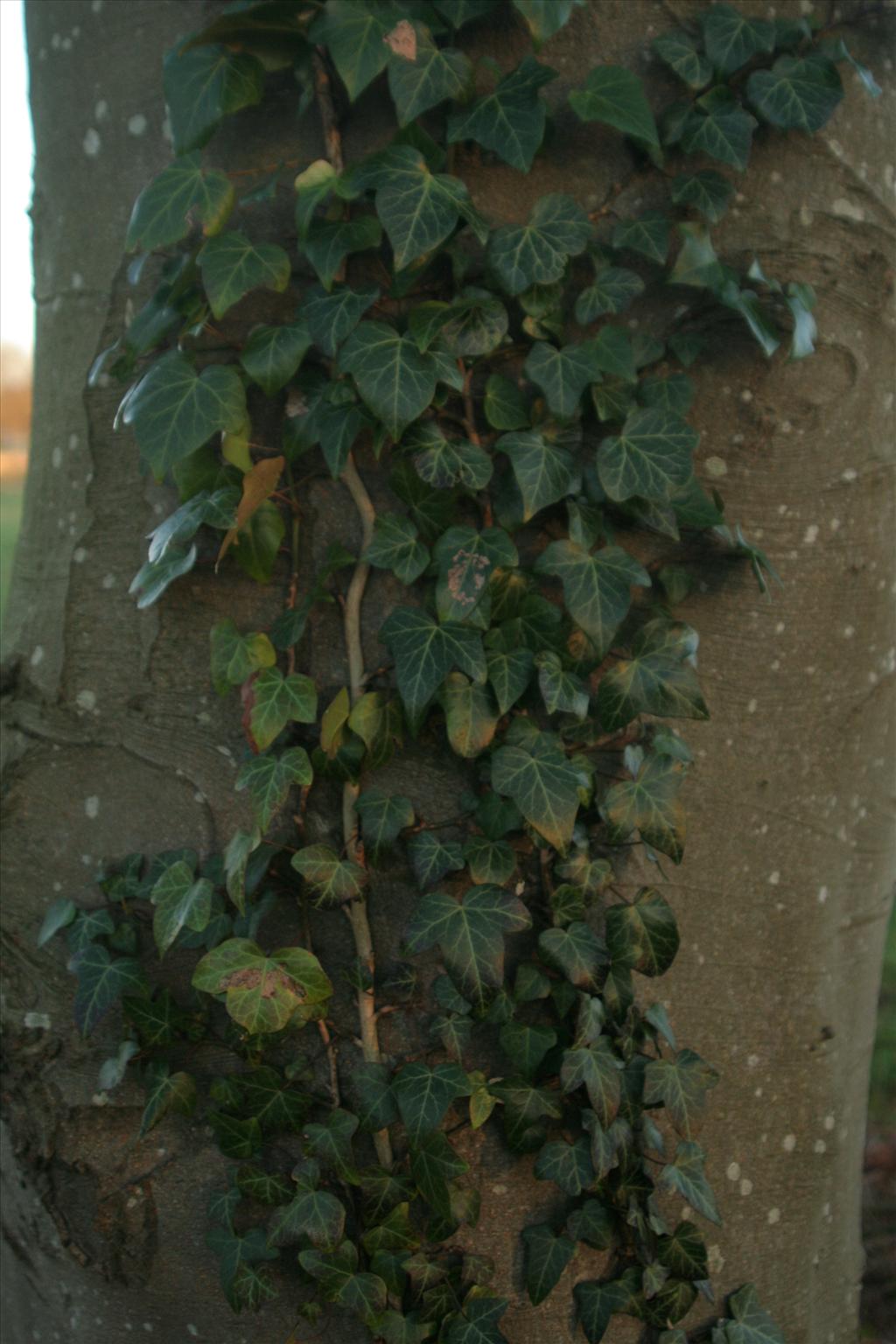 Hedera helix (door Willem Braam)