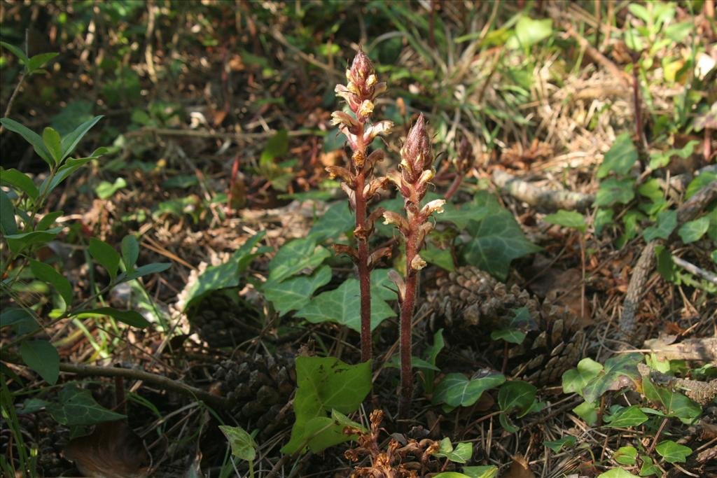 Orobanche hederae (door Willem Braam)