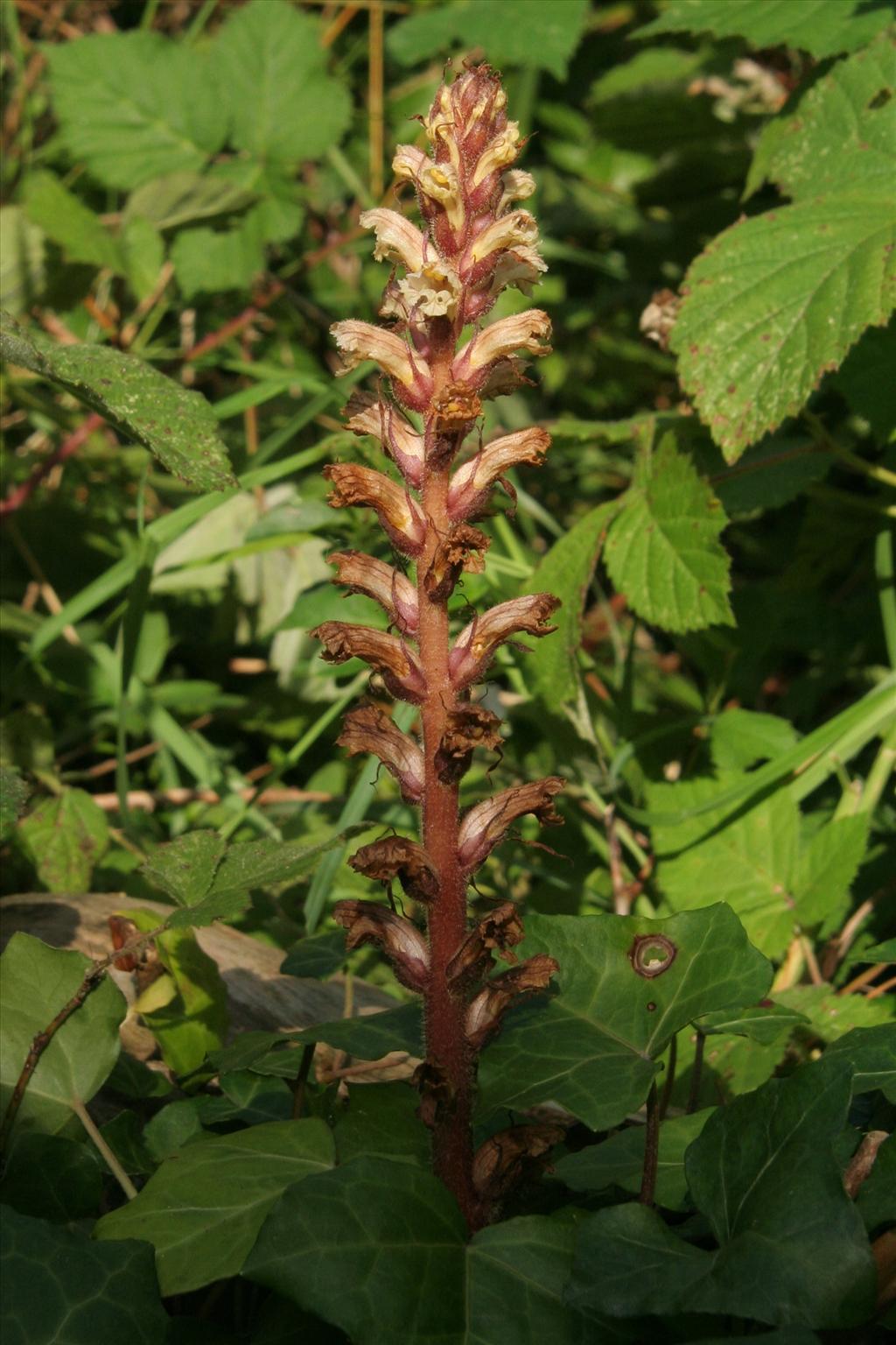 Orobanche hederae (door Willem Braam)