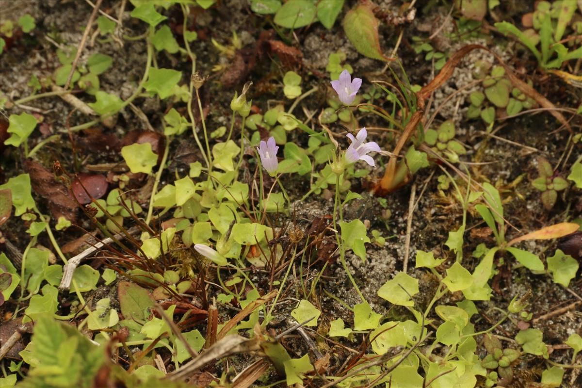 Wahlenbergia hederacea (door Willem Braam)