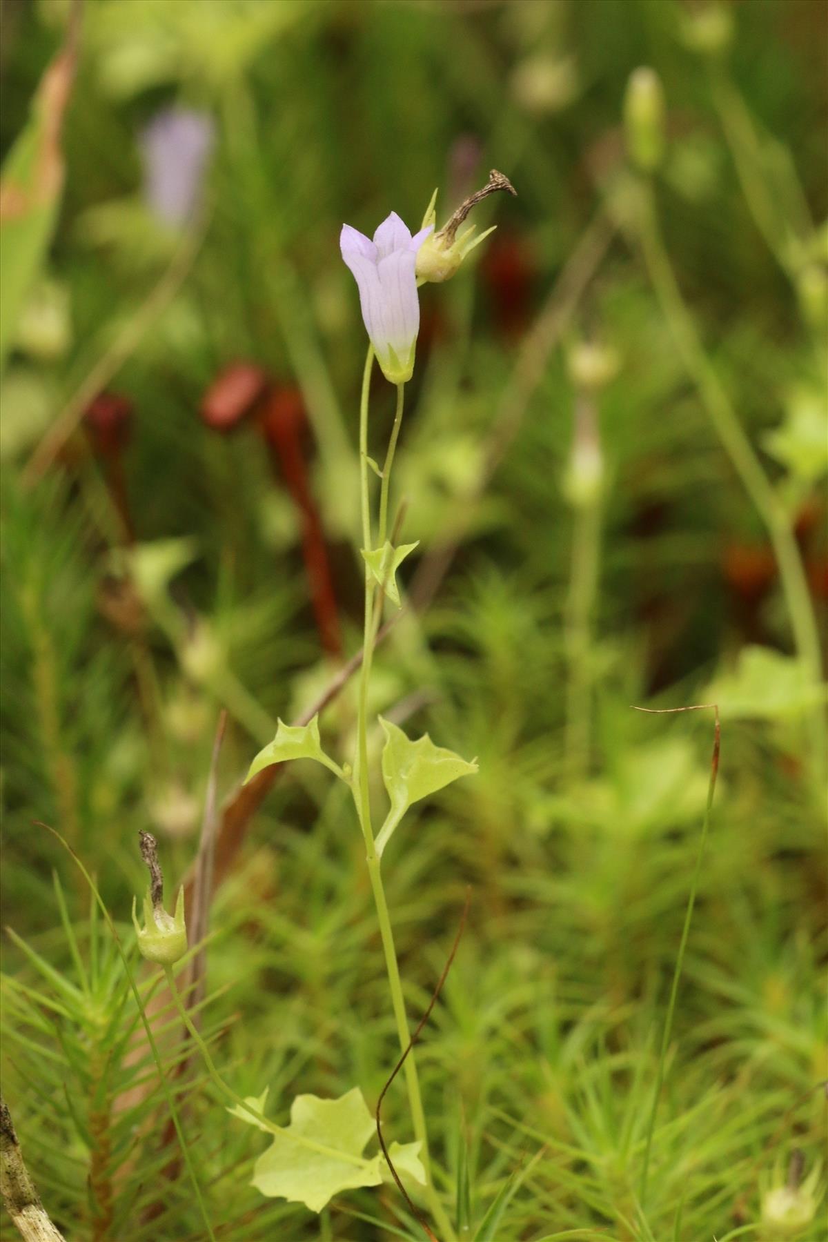 Wahlenbergia hederacea (door Willem Braam)