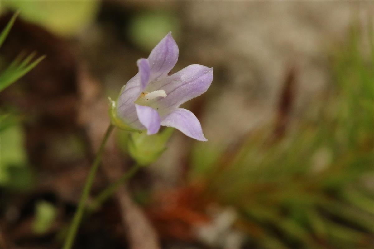 Wahlenbergia hederacea (door Willem Braam)