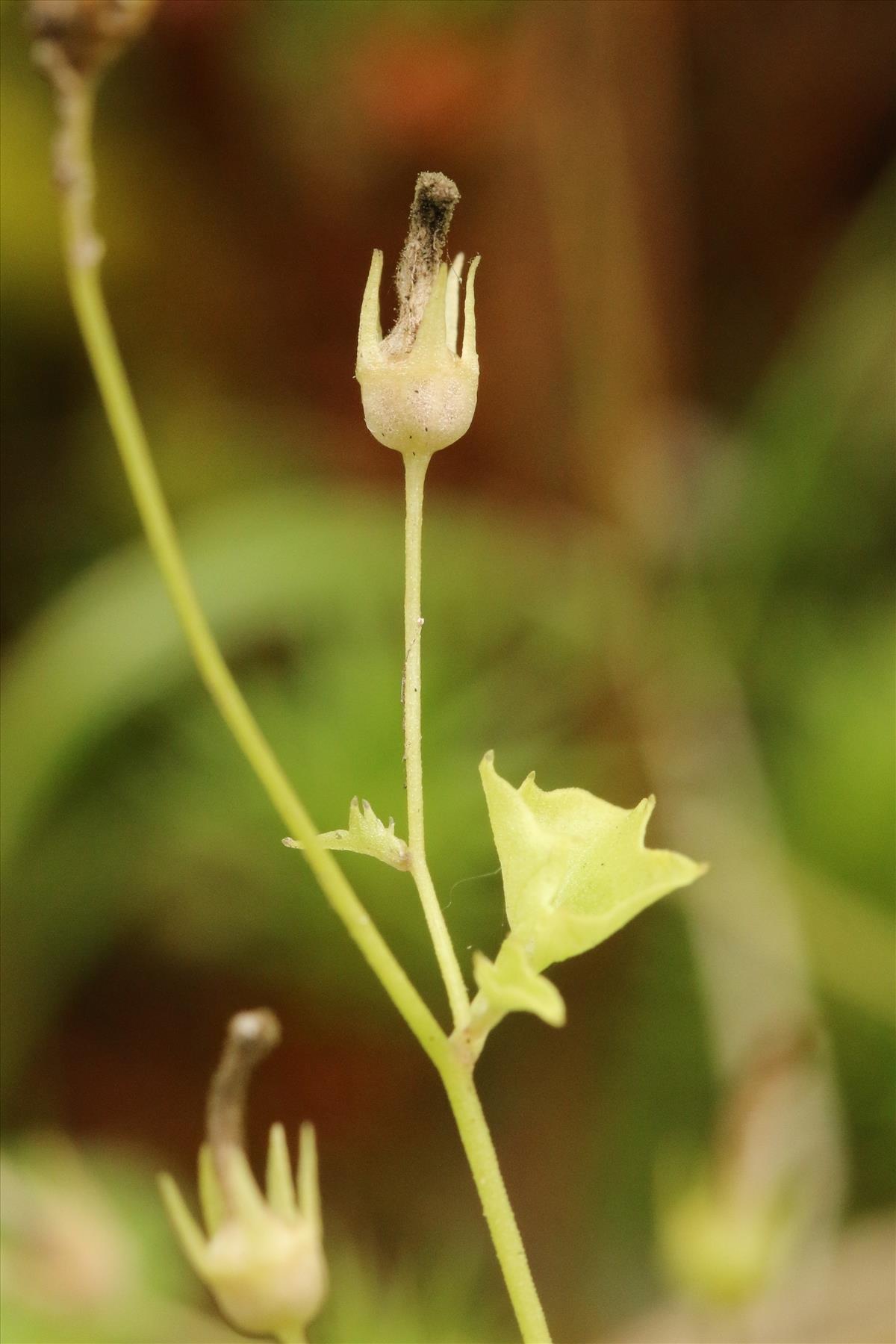 Wahlenbergia hederacea (door Willem Braam)