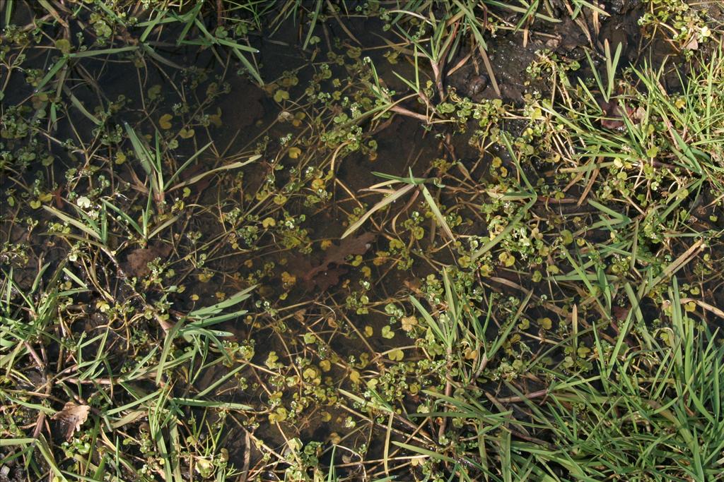 Ranunculus hederaceus (door Willem Braam)