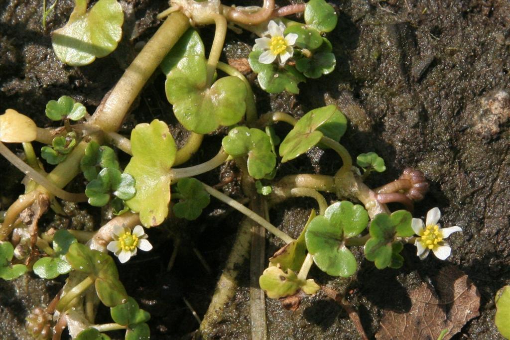 Ranunculus hederaceus (door Willem Braam)