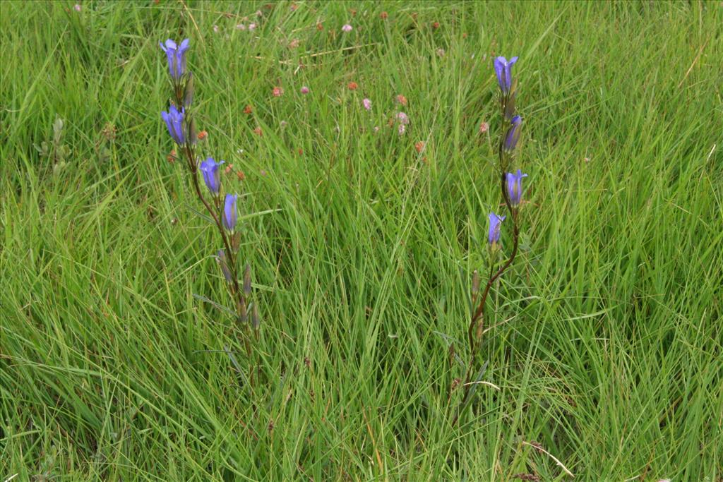 Gentiana pneumonanthe (door Willem Braam)