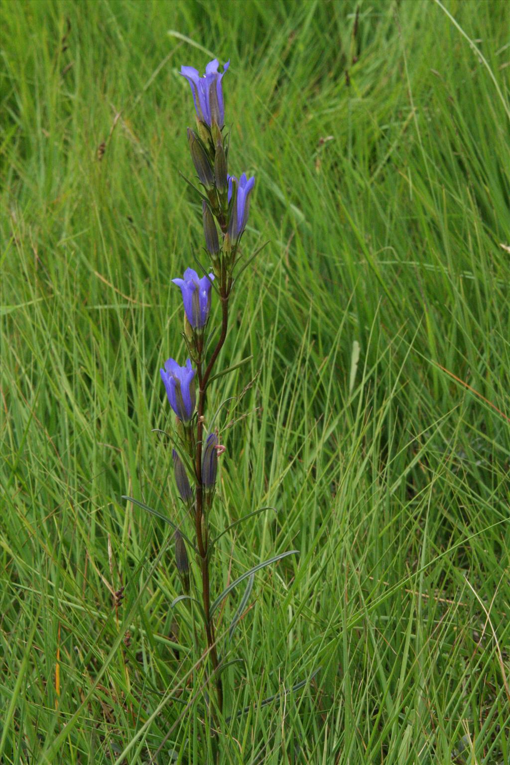 Gentiana pneumonanthe (door Willem Braam)