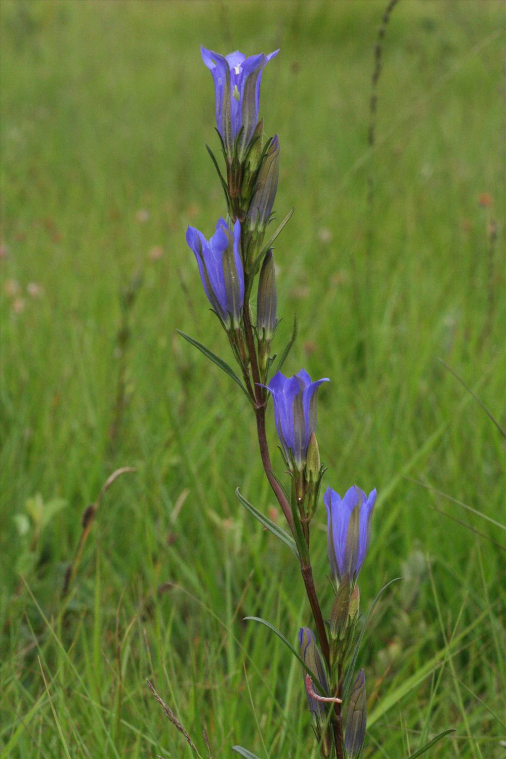 Gentiana pneumonanthe (door Willem Braam)