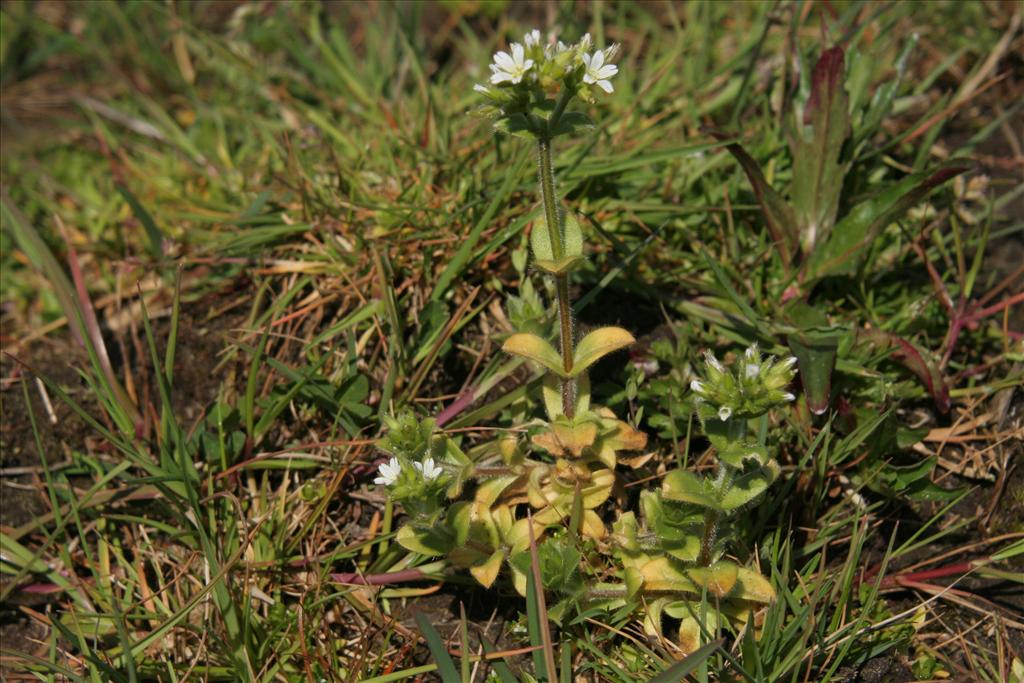 Cerastium glomeratum (door Willem Braam)