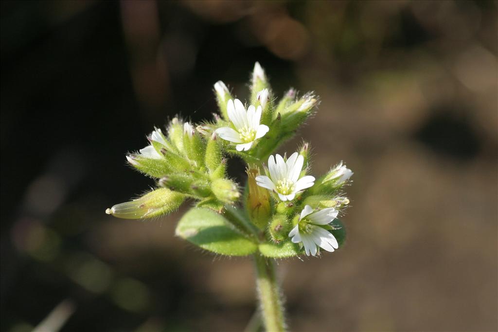 Cerastium glomeratum (door Willem Braam)