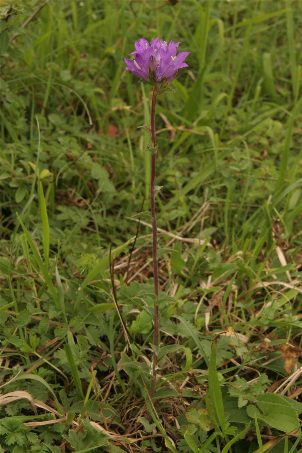 Campanula glomerata (door Willem Braam)