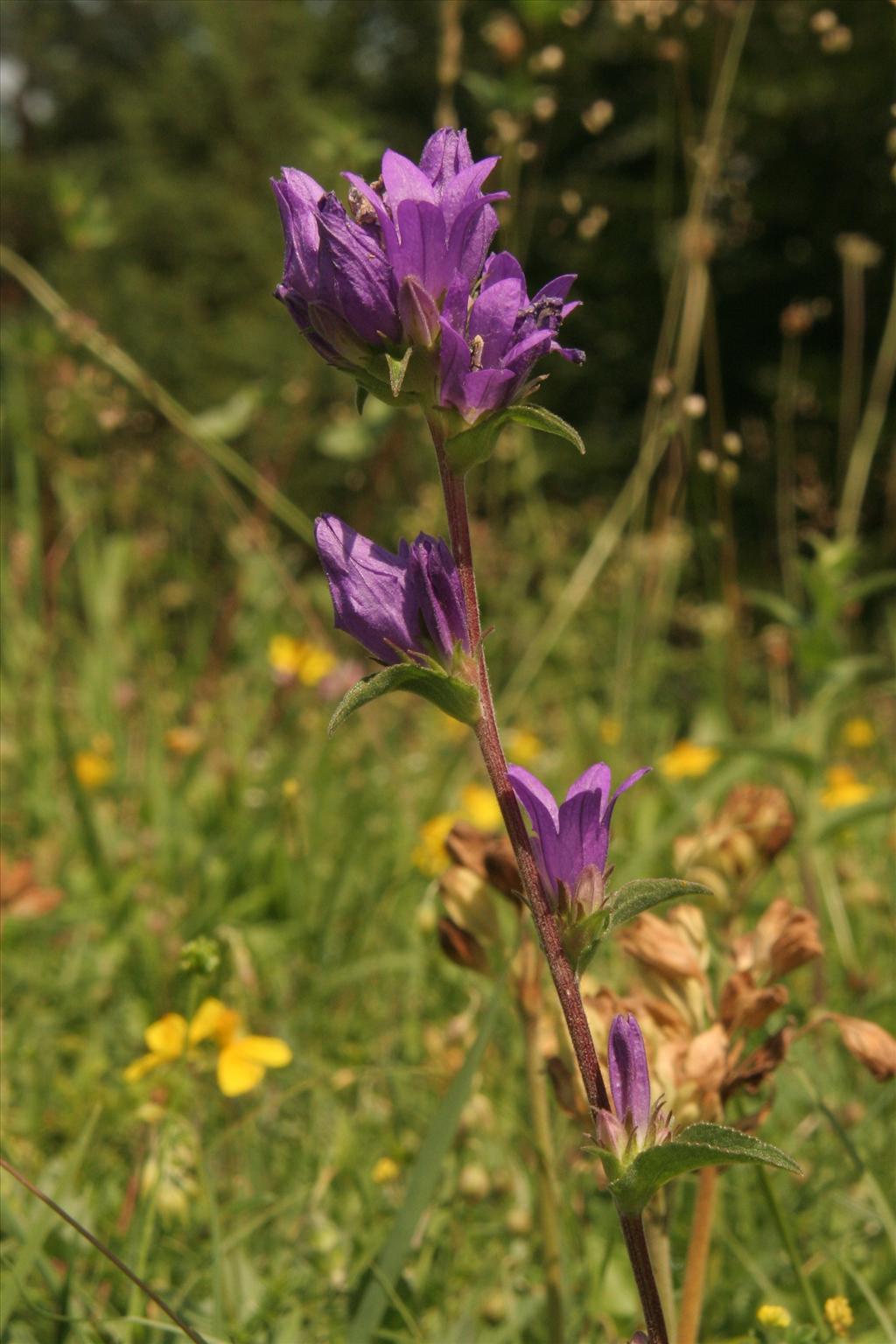 Campanula glomerata (door Willem Braam)