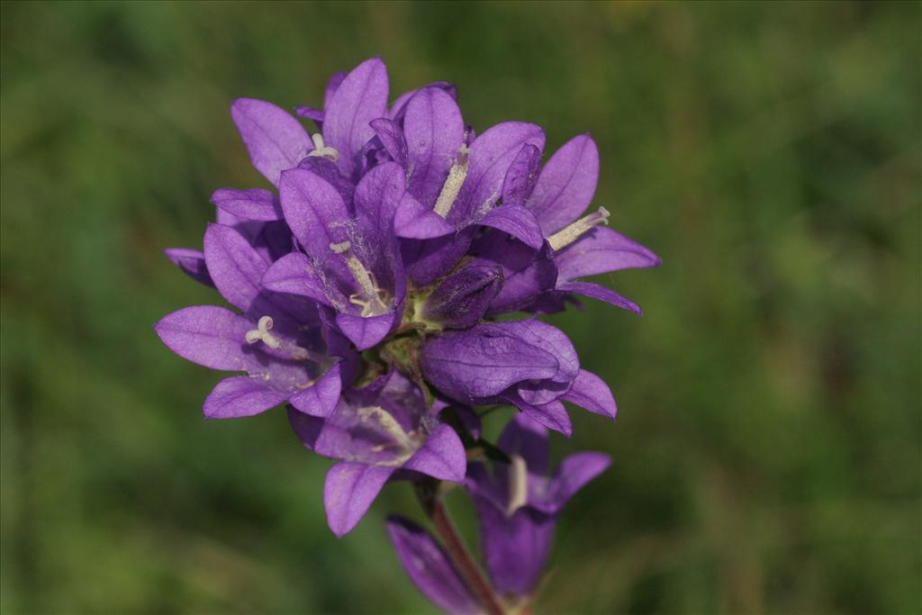 Campanula glomerata (door Willem Braam)